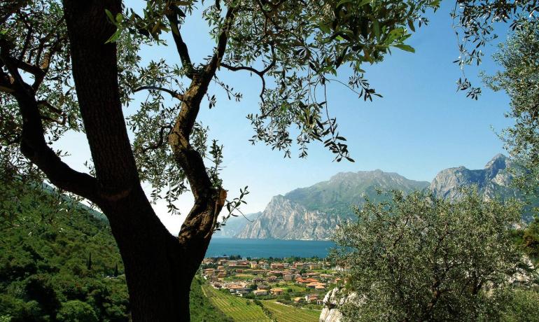 Lake view through olive trees and mountains.