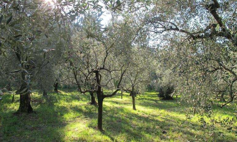 Olive trees in a sunny field, light filtering through leaves.