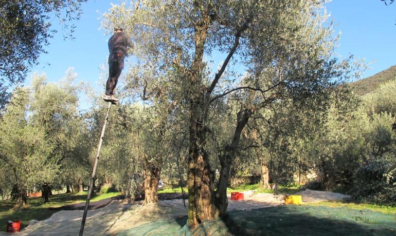 Olive harvesting with ladder and nets in a sunny olive grove.