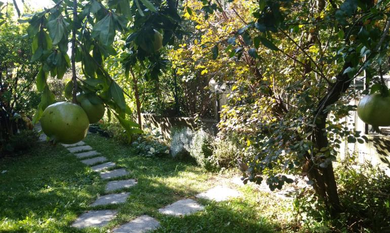 Giardino con alberi e frutti verdi sotto il sole.