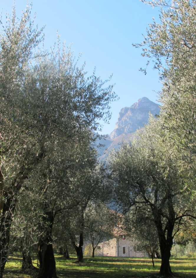 Ulivi in primo piano, montagna sullo sfondo con cielo sereno.